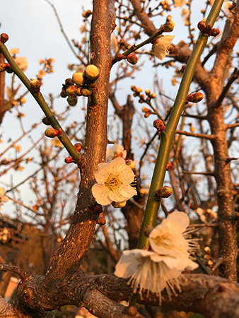 少年野球の練習と梅の花