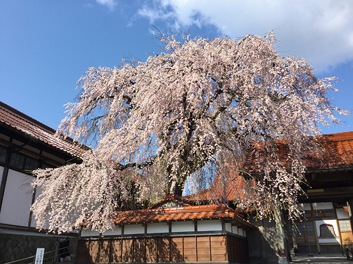 新年度に入りました