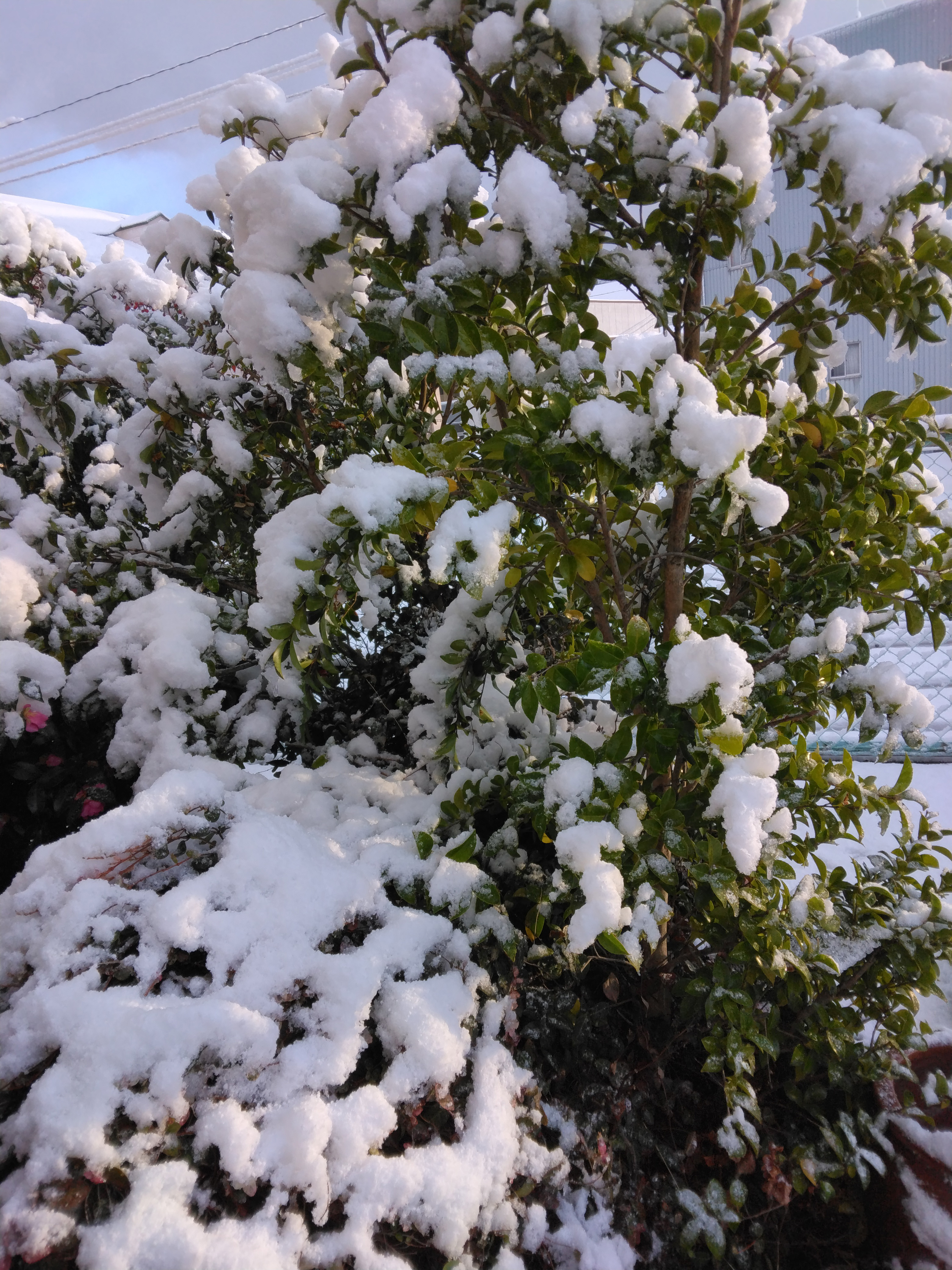 雪が積もった木